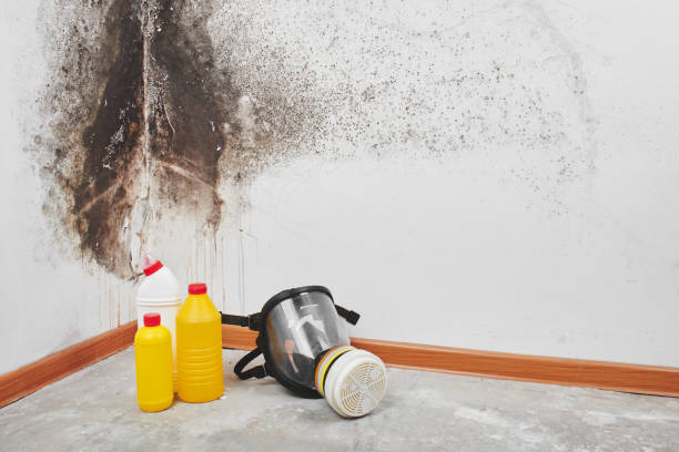 Reliable Del City, OK Mold Removal Solutions