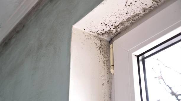 Best Residential Mold Removal  in Del City, OK