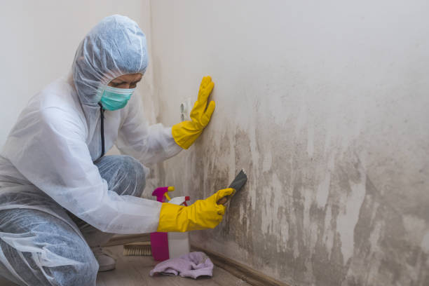 Best Mold Removal Specialists  in Del City, OK