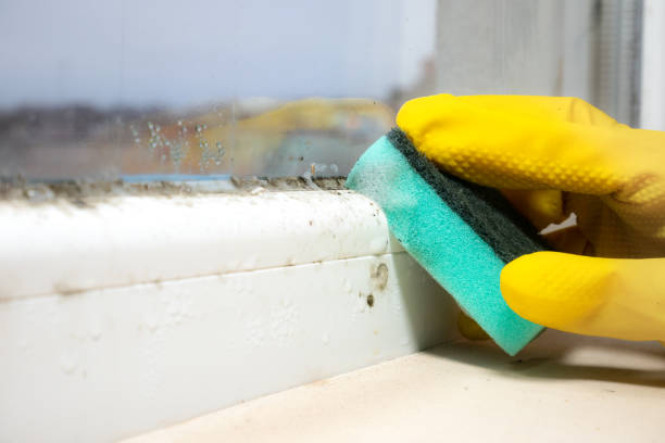 Best Fast Mold Removal  in Del City, OK